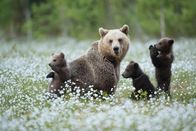 Servus Reportage – Braunbär (Ursus arctos) Weibchen und Jungen spielen unter dem Wollgras, Finnland, Juni
