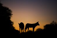 Tierisch gute Eltern – Der Sonnenuntergang beendet einen anstrengenden Tag für das Wildhundrudel.
