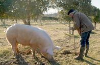 Stadt Land Kunst – Die Trüffelernte in Périgord, im Südwesten Frankreichs, findet im Winter statt und hat eine lange Tradition: Geerntet wird der wertvolle schwarze Trüffel, der schon die Bauern vor der Hungersnot gerettet hat.