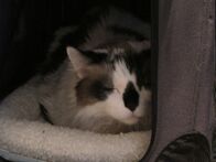 Der Katzenflüsterer – Max the cat inside the home.