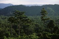 Naturparadiese am Äquator – Borneos Urwälder zählen zu den ältesten tropischen Regenwäldern der Erde.