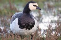 GEO Reportage – Das enorme Aufkommen von Nonnengänsen an Norddeutschlands Westküste freut Tierschützer – und besorgt die Bauern. Die Gänse fressen ihre Felder kahl.