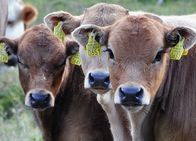 Netz Natur – NETZ NATUR Kuh-Schweiz? Spielgruppe: Es entspricht dem natürlichen Verhalten, dass Kälber auf der Weide miteinander spielen.