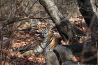 Die Farben der Tierwelt – Königstiger sind für ihre Beutetiere kaum zu erkennen.