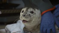Alaskas Wildtier-Retter – Harbor seal Cordova Kid's initial check up. (National Geographic/Symbio Studios)