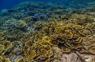 Die Rückkehr der Korallen – Im Mai 2023 besuchte Pristine Seas die südlichen Line Islands, ihr erstes Ziel im Rahmen der globalen Expedition. Das Team reiste zu den Inseln Flint, Vostok und Millennium, um das Ökosystem zu untersuchen und mehr über die Widerstandsfähigkeit der Riffe zu erfahren. (Foto von Manu San Félix / National Geographic Pristine Seas)