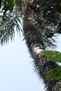 Wilde Inseln – Eine Palme mit Stacheln von unten.