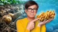 Quarks – In Deutschland wachsen die meisten Kartoffeln der EU, und seit dem 18. Jahrhundert gehört sie fest zu unserer Ernährung. Aber die Kartoffel gerät unter Druck. Unser Essverhalten verändert sich, hin zu Reis oder Pasta. Salz- oder Pellkartoffeln kommen dagegen immer seltener auf den Tisch, und es werden immer weniger Kartoffeln gekauft. Es sei denn sie sind verarbeitet: Pommes oder Chips boomen! Deshalb macht Quarks den Test: Wie gelingt die perfekte Pommes, ohne gefährliches Acrylamid und zu viel Fett. - Ralph Caspers moderiert die Sendung.