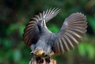Australien – Der junge Victoria Paradiesvogel übt den Balztanz, es dauert fünf Jahre, bis das Männchen ihn gelernt hat. Außerdem trägt der „Halbstarke“ noch nicht das glänzend schwarze Gefieder der alten Männchen.