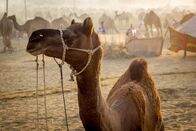 Magie des Monsuns – Kamel auf dem Kamelmarkt von Pushkar, Rajasthan, Indien.