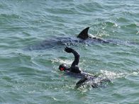 Wunder der Wissenschaft – Delfindame Dusty besucht die Schwimmer in County Clare.