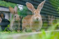 Tierisch schlau! – Obwohl Kaninchen seit Jahrhunderten mit dem Menschen zusammenleben, bergen diese Tiere noch immer viele Geheimnisse.