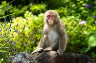 Wildes Japan - Land der tausend Inseln – Japanischer Makaken Affe sitzt auf einem Felsen.