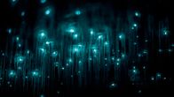 Mit dem Zug durch ... – Leuchtende Mücken in den Waitomo Caves. Mit ihrem Licht locken sie andere Insekten an, die sich in ihren Fäden verfangen.