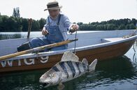 Löwenzahn Classics – Peter (Peter Lustig) hat sich einen großen Fisch gebastelt. Im Inneren des Fisches steckt eine Kamera. Peter wird den Fisch schwimmen lassen, vielleicht erhält er so Fotos von dem Bärstädter See-Monster.