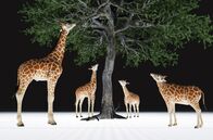 Impulse – Was ist Vererbung, und kann sie sich ändern? „Impulse“ erklärt die Evolution der Tierarten.
