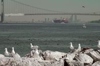 Inselwelt New York – Möwen auf den Felsen vor der Verrazzano-Brücke von New York City