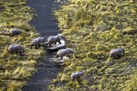Okawango - Fluss der Träume – Eine Elefantenherde überquert einen Fluss: Der Okawango hat viele kleinere Flüsse geschaffen.