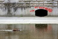 Wiener Wildnis - Die Rückkehr der Biber – Biber, Wienfluss.