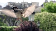 Planet der Spatzen – Sperlingsmännchen im Flug, Paris.