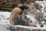 Die Panda-Schule – Sa, 12.09., 04:25 Uhr