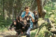 Ace Ventura - Jetzt wird's wild – Ace Ventura (Jim Carrey) in seinem lausigen Element.