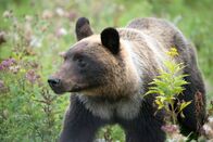 Wildes Japan - Land der tausend Inseln – Braunbär.