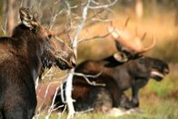 Yellowstone – Elche