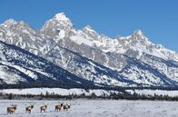 Yellowstone Nationalpark – Elche bei den Grand Tetons.; PHOENIX YELLOWSTONE NATIONALPARK Uhr. Elche bei den Grand Tetons.