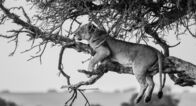 Clans der Raubtiere – A Sausage Tree Pride lioness lazes in the boughs of a tree, behavior that lends to her pride's name. (Wild Earth TV/Tayla McCurdy)