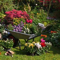 Schnittgut. Alles aus dem Garten – Graden, Flowers