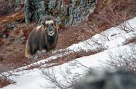 Skandinavien: Der Ruf der Natur – Skandinavien: Der Ruf der Natur (2016)