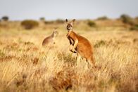 Expeditionen: Helden der Evolution – Rotes Riesenkänguru im Grasland des australischen Outbacks.