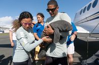 GEO Reportage – In Puerto Rico hat ein Team von Wissenschaftlern und Freiwilligen ein Ziel: verletzte Seekühe zu heilen, bis sie in ihre natürliche Umgebung zurückkehren können.
