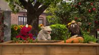 Sesamstraße – Elmo und Pferd wollen Möhren ernten. Dafür brauchen sie aber Wolles Hilfe.