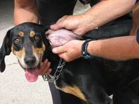 Der Hundeflüsterer – Showing Banjo's ear tattoo in National Geographic Channel's "The Dog Whisperer".
