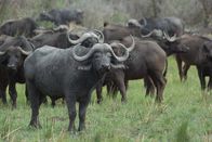 Killer Safari – Eine Büffelherde, die auf einer Wiese grast. (Earth Touch LTD)