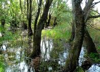 Universum: Donau - Lebensader Europas – Naturpark Kopacki Rit, Kroatien.