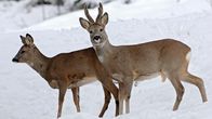 Die Alpen – Rehwild im Winter