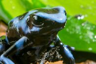 Die fabelhafte Welt der Frösche – Blauer Gift-Pfeil-Frosch.
