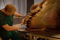 T-Rex Autopsie – UNITED KINGDOM - Dr. Luke Gamble examines the T. rex’s teeth.  (photo credit: National Geographic Channels/Stuart Freedman)