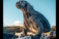 Galapagos – Die Nahrungssuche von Galapagos-Meerechsen findet im Meer statt – und kann oft gefährlich werden ...