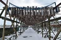 Zu Tisch ... – Zwischen Januar und April dreht sich auf den Lofoten alles um den Skrei, den norwegischen Winterkabeljau. Am Hjell, einem Holzgestell, trocknet er zu Stockfisch.