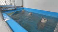 Alaskas Wildtier-Retter – Three harbor seal pups swimming together at the Alaska SeaLife Center. (National Geographic)