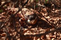 Wildes Mexiko – Sonora, MX - Der Hauptfeind der Gambells-Wachtel ist das Gila-Monster, das regelmäßig die Nester der Wachteln überfällt, um deren Eier zu holen.