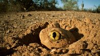 Das Wüstenparadies – Die Schaufelfußkröte überlebt Phasen großer Trockenheit vergraben in der Erde.