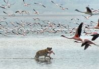 Expeditionen: Afrikas Rift Valley - Der große Graben – Hyäne auf der Jagd im Lake Nakuru.