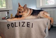 Kommissar Rex – Rex.