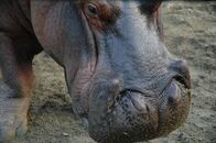 Tierische Eroberer – Fr, 07.11., 16:15 Uhr