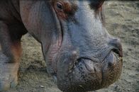 Tierische Eroberer – Sa, 28.02., 03:05 Uhr